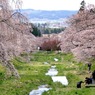 写真エッセイ：観音寺川花堤４