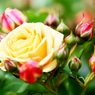 Early blooming