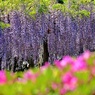 城址公園に有る御感(ぎょかん)の藤①
