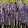城址公園に有る御感(ぎょかん)の藤②
