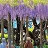 城址公園に有る御感(ぎょかん)の藤④