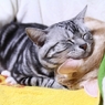 ねこまくら