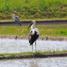 コウノトリ