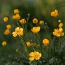 写真指編：夏来たる：馬の足形：写真歌