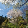 新緑と桜