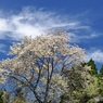 青空と桜