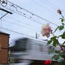 薔薇と鉄道
