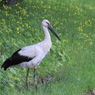 コウノトリ