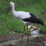 コウノトリ