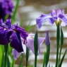 花菖蒲畑①