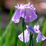 花菖蒲畑②