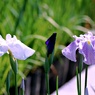 花菖蒲畑③