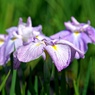 花菖蒲畑④