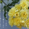 写真詩：母の日に：お母さんと呼ばれる人に