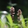 公園の花
