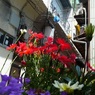 新世界に咲く花