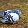 イチャ鳩