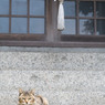 神社でうにゃにゃ