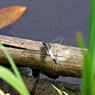 もう夏気分①