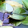 気配がすれども見えにくい①