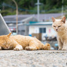 寝てる？一緒に遊ばニャい？