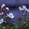 写真句：夕暮れ