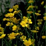 写真掌編：草花たちのプレリュード２
