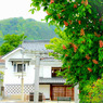 紅花栃ノ木