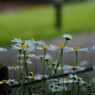 梅雨が来る
