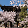 金戒光明寺の桜