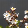 写真掌編：草花たちのプレリュード３：野茨