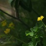 写真掌編：草花たちのプレリュード５：かたばみ