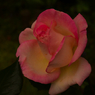ばらの花。