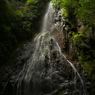 井氷鹿。