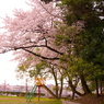 春の公園
