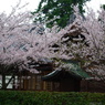 桜と垣根