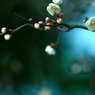 春を誘ってⅡ