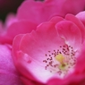 散歩道の花　２