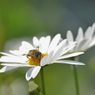 写真掌編：草花たちのプレリュード６：フランス菊