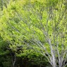 米沢市Ｒ13　万世大路記念公園の新緑