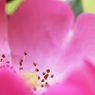 散歩道の花　４