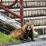 アナグマだけに・・・