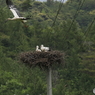 コウノトリ巣立ち間近かな　①