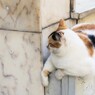 狭くなんか…全然ニャイもん！