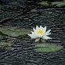 雨のリズム