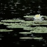 雨