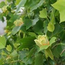写真句：Tulip Tree