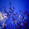 梅の花