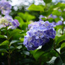 花よ玉よ