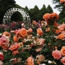 公園のバラ　１